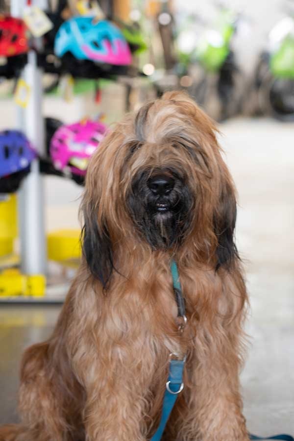 emotion mitarbeiter 548 Van Raam kaufen