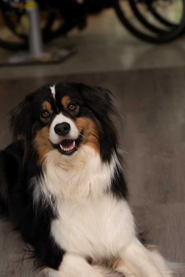 emotion mitarbeiter 686 Van Raam kaufen